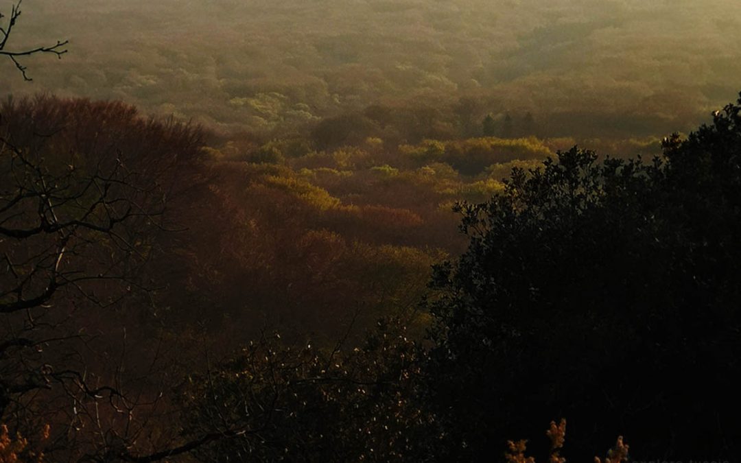 La Selva Cimina