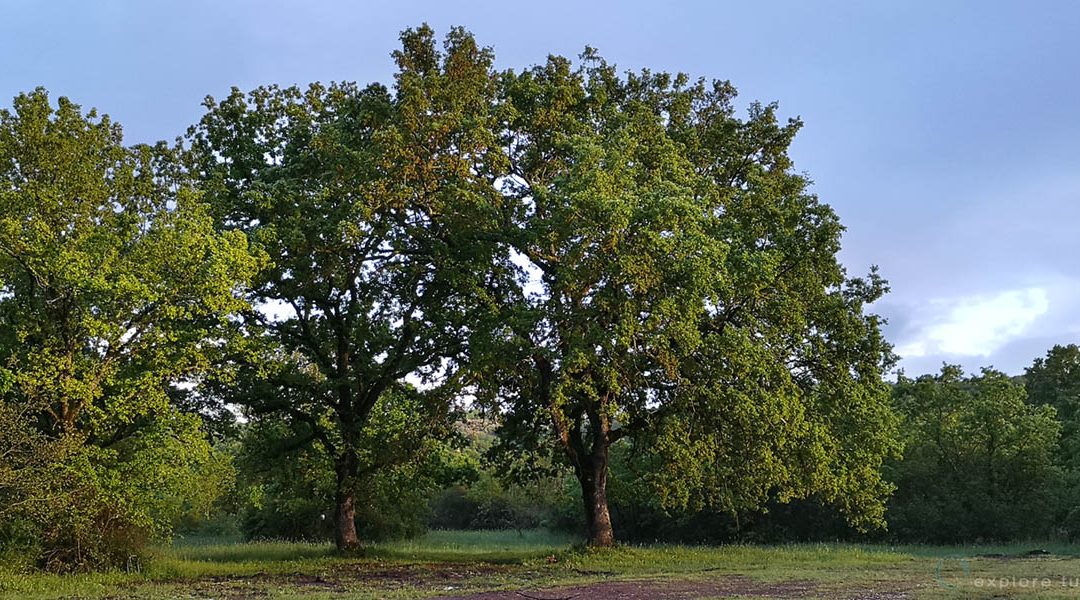 Tempi di pioggia – 2 Querce