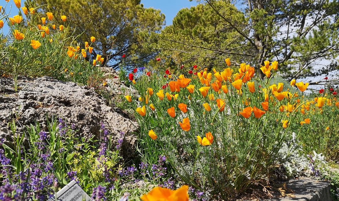 C’era a una Volta l’Orto Botanico