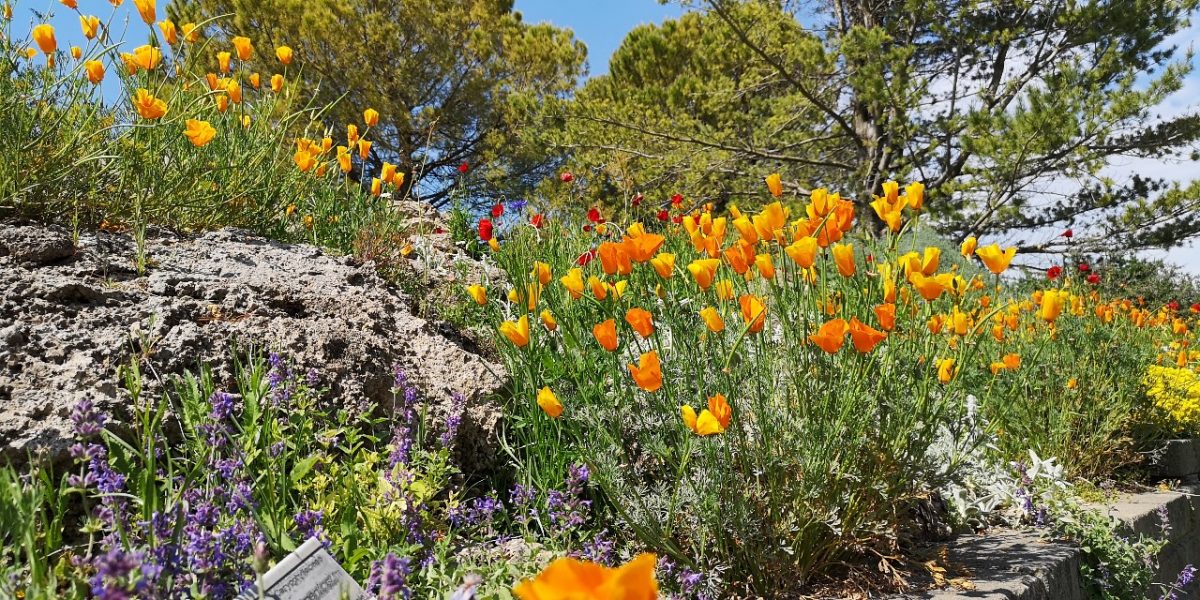 Escholzia-californica