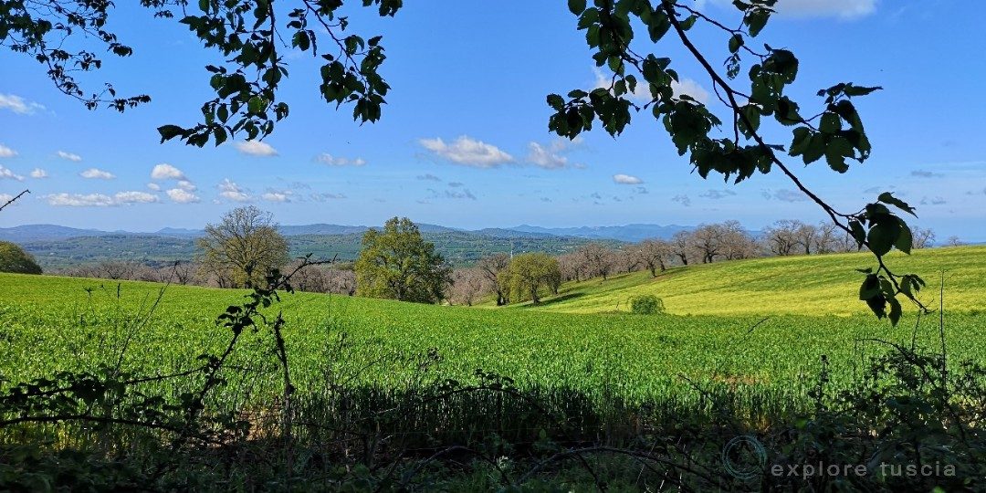 Primavera