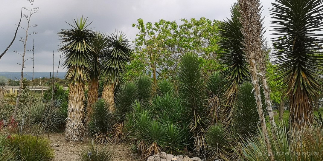orto-botanico-vierbo-grasse_2019