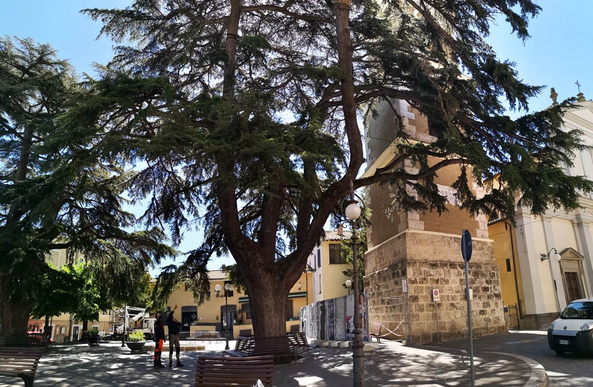 cedro-monumentale-canino