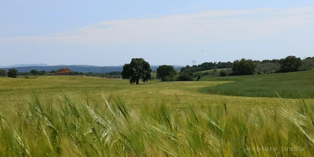 Tuscania – terra di Sughere.