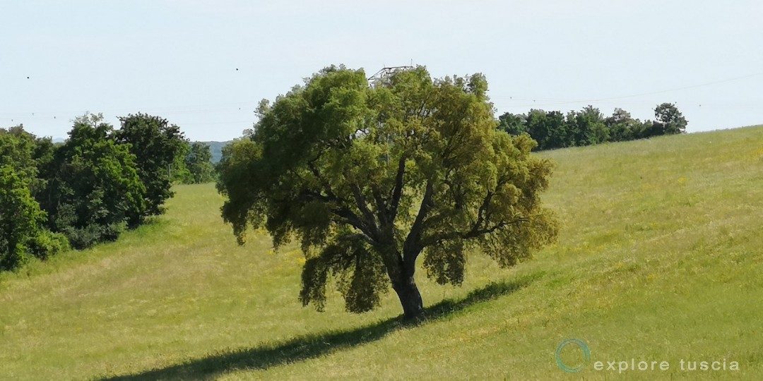 15b – Tuscia – Terra di Sughere 4