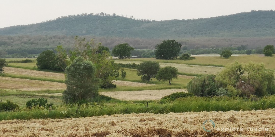 Tuscia