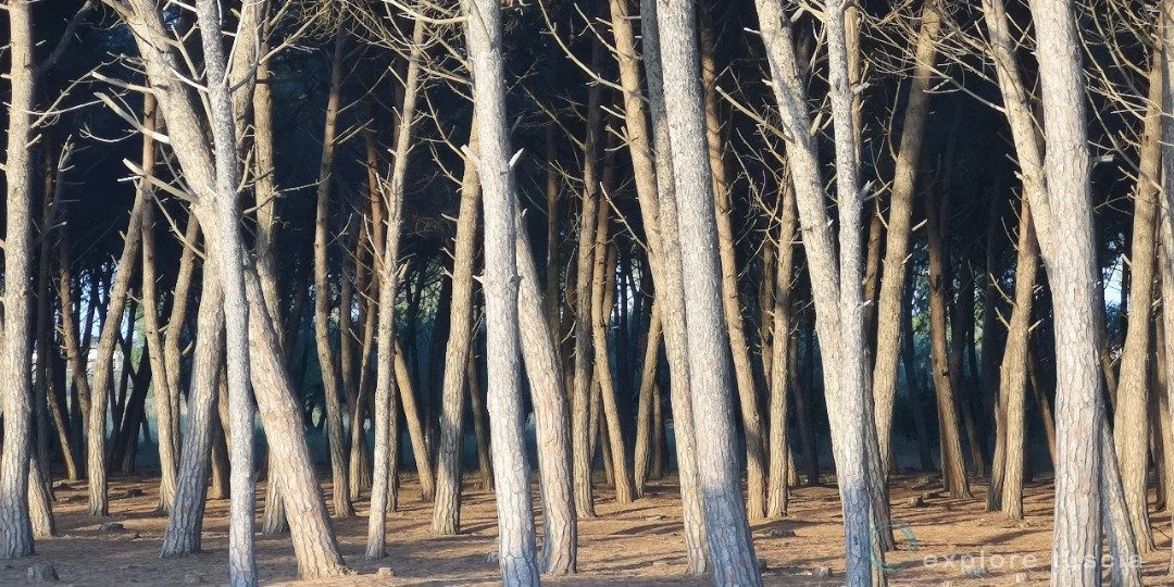 Una Storia di Pini