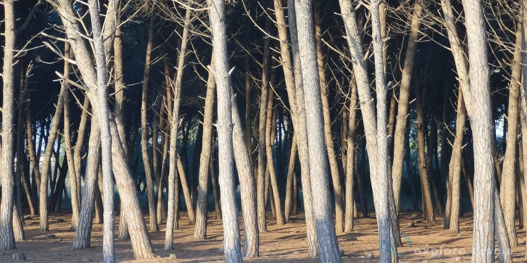 pineta_2019