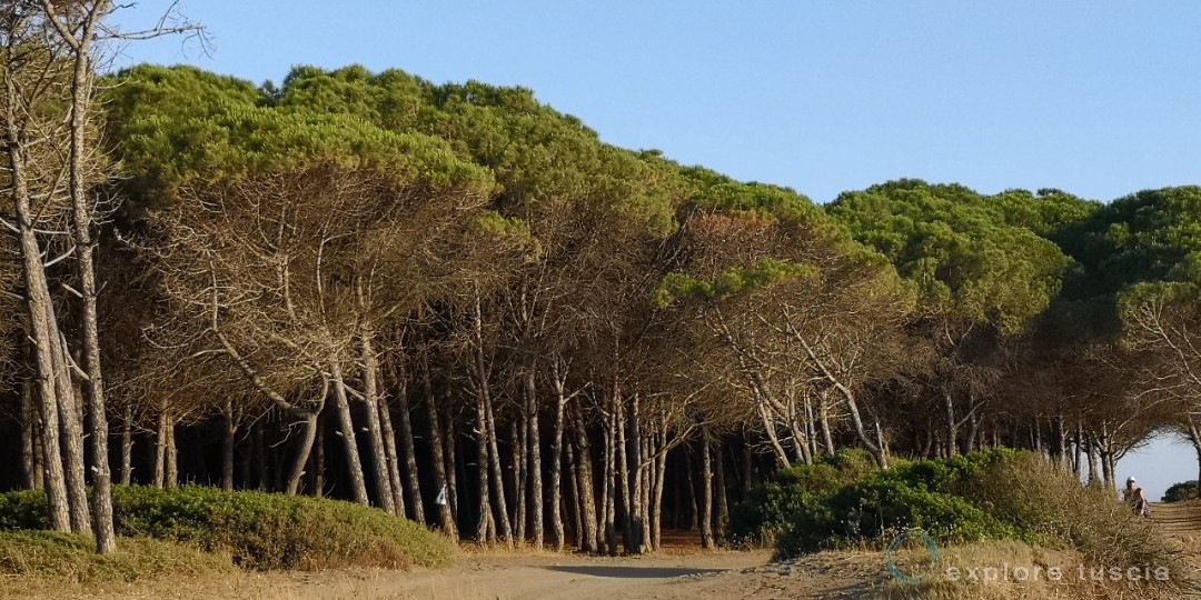 Pineta-san-giorgio_2019