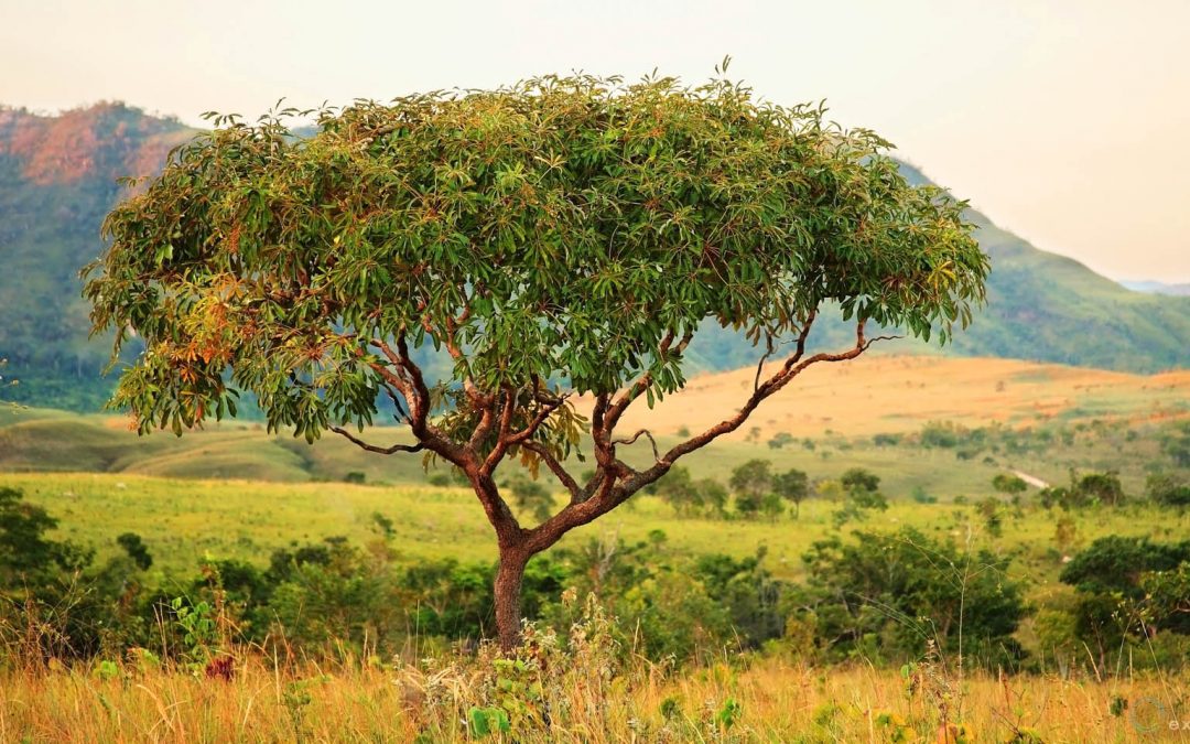 Sia Dannata la Biodiversità!