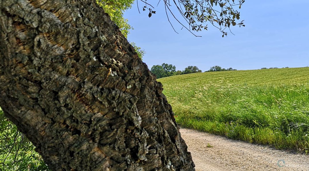 Tuscia – Terra di Sughere 2