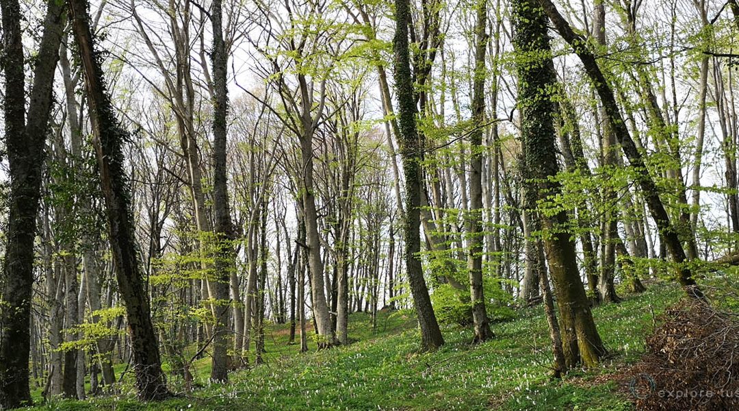 La Deforestazione e i Gas Serra.