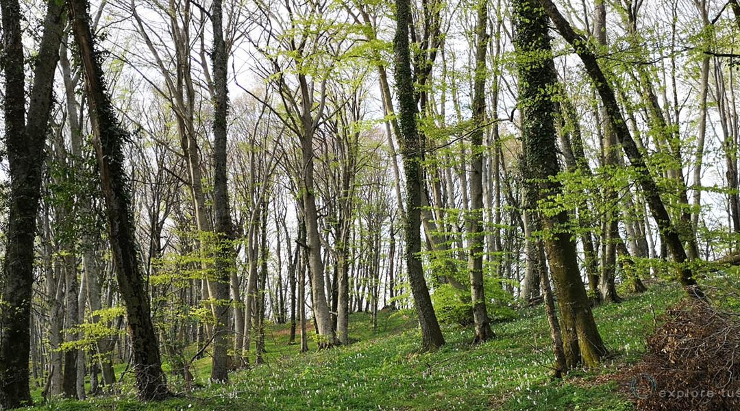 La Deforestazione e i Gas Serra.