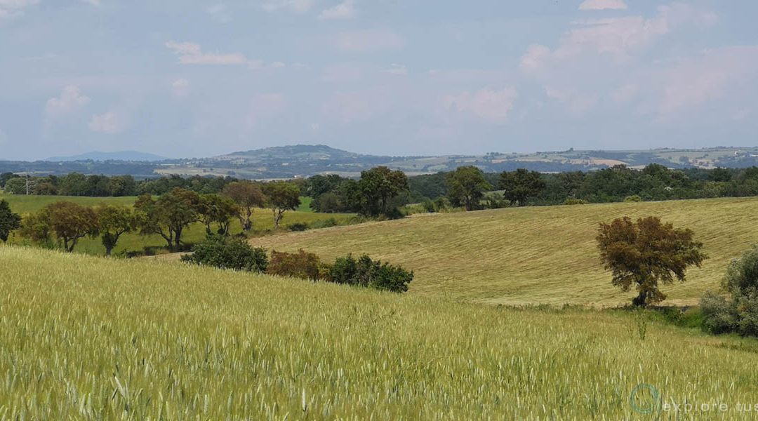 Tuscania – Terra di Sughere 3