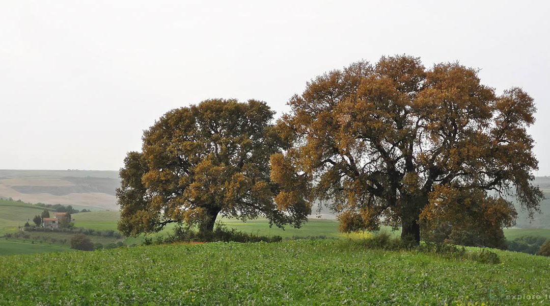 24 – Valle del Mignone – Alberi