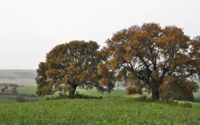 24 – Valle del Mignone – Alberi