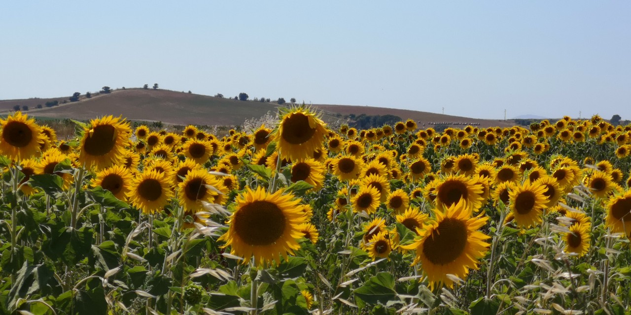 Girasoli-macroaria-tuscania