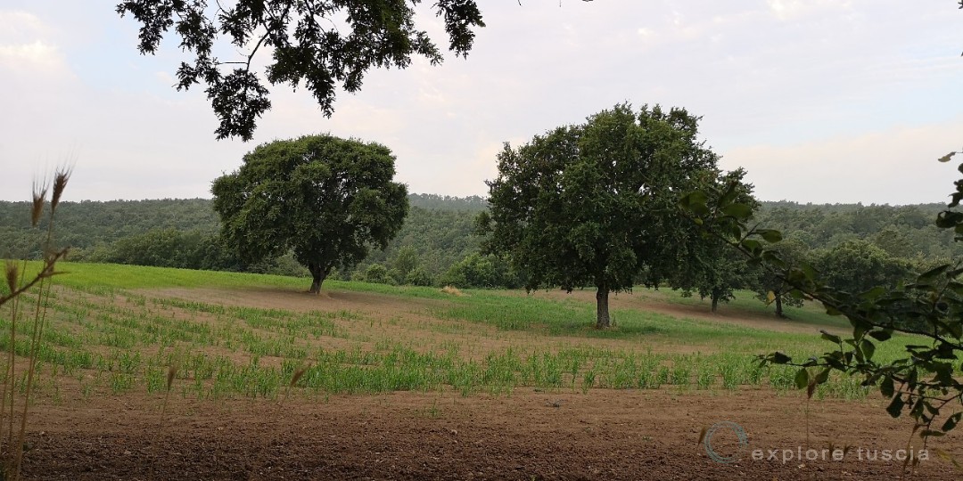Alberi-camporili_2019