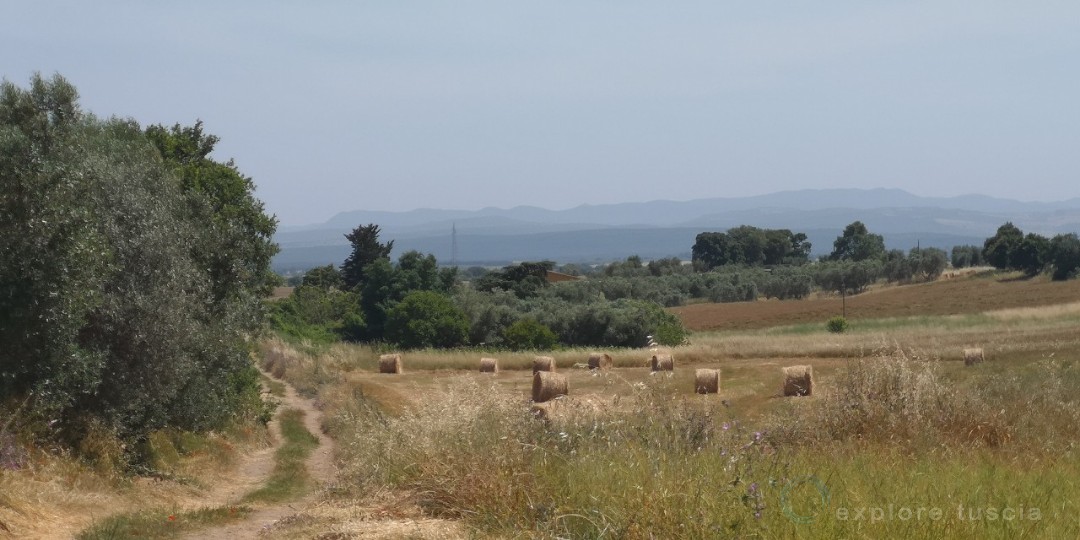 Campagna-tuscania_2019