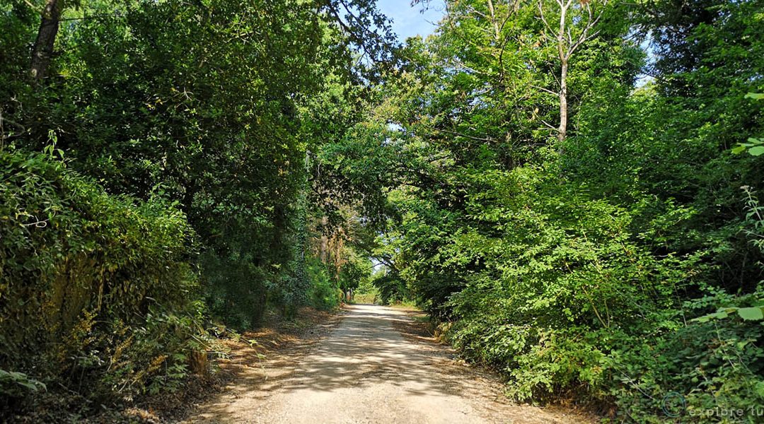 Selva Cimina – il Ritorno