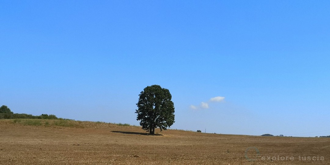 Albero-camporile-bassano_224151