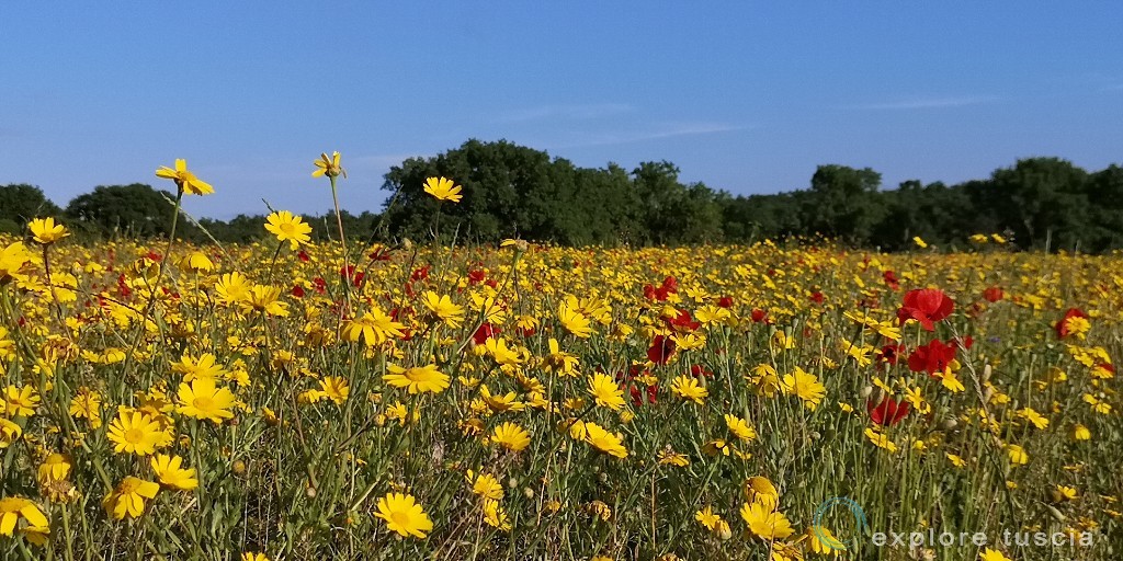 Fiori-prato