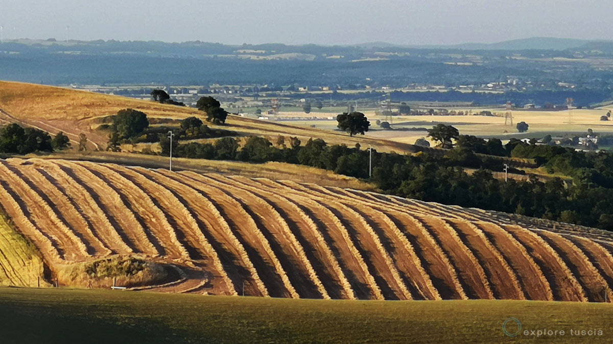 campagna-particolare-tuscia