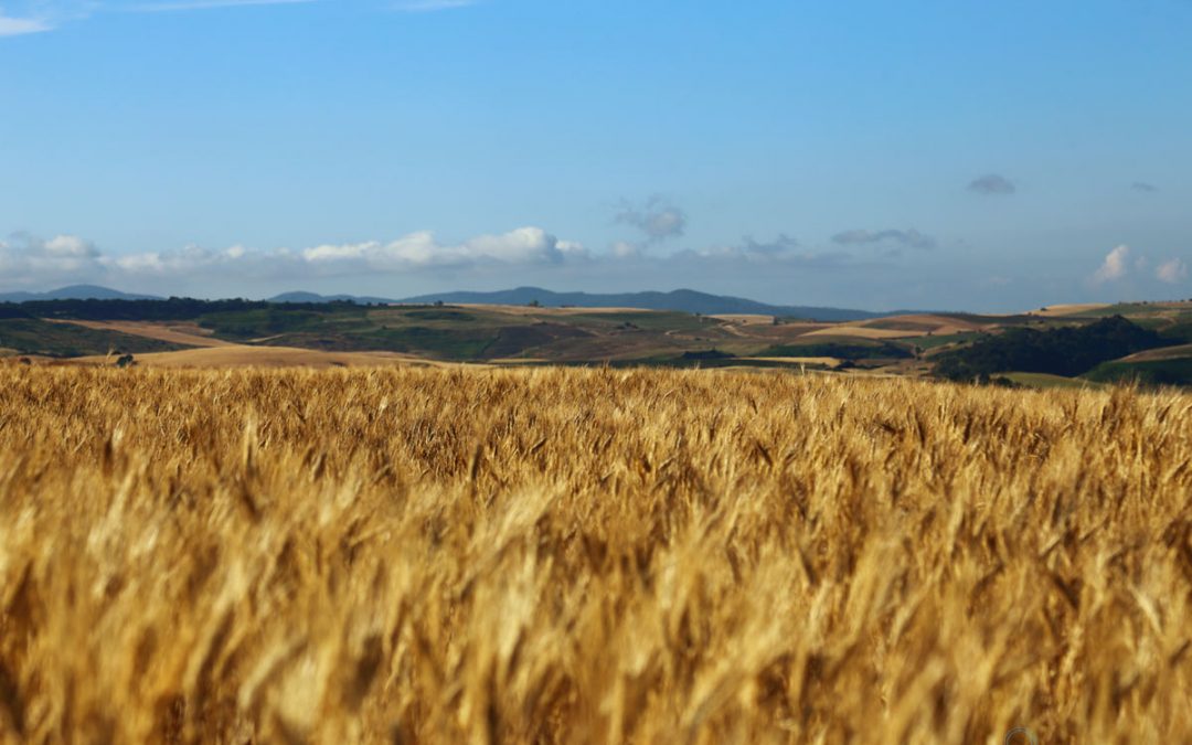 Le Terre del Grano – non del Fotovoltaico.