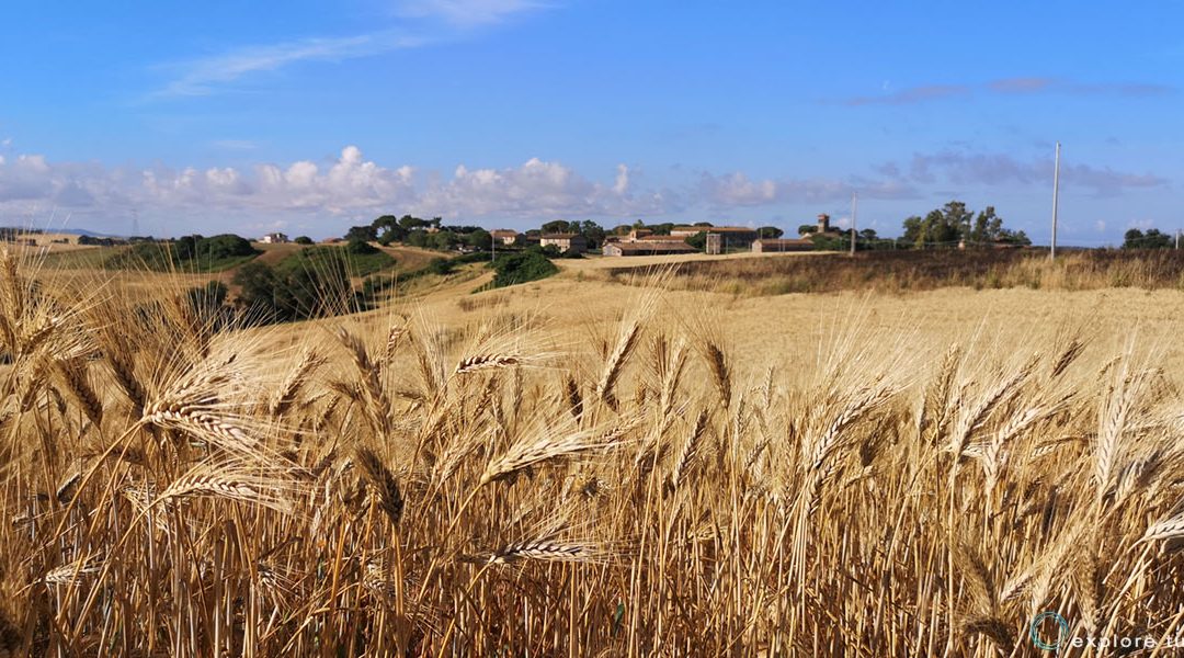 Grano vs Fondo di Investimento Estero