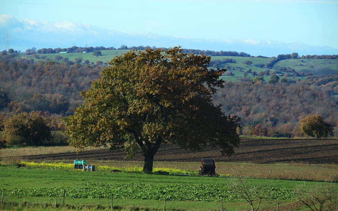 Albero Camporile 2020