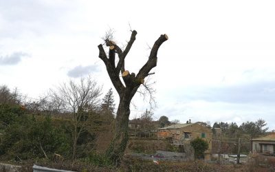 Mo’ Ricaccia! Bagnoregio Edition