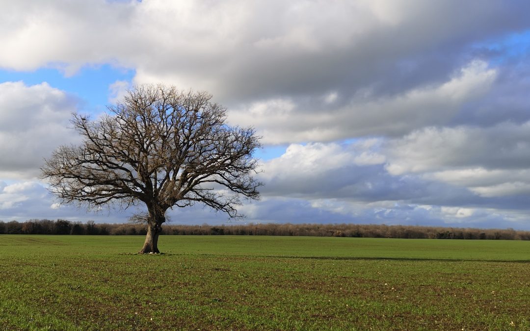 La Quercia di Rocca