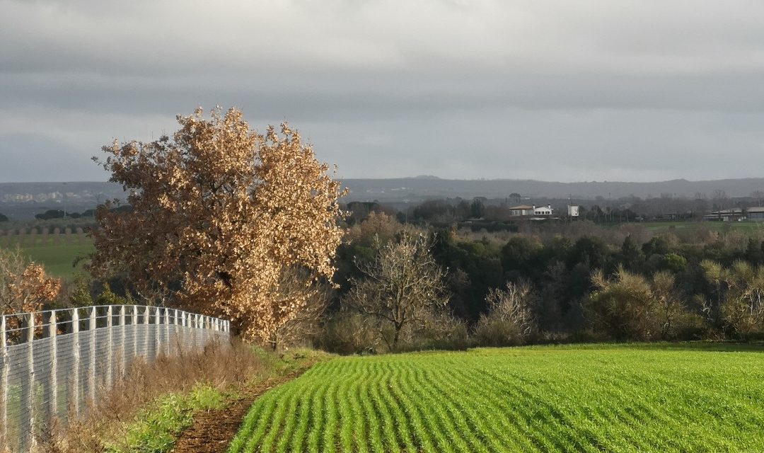 Brutta e Inutile Campagna