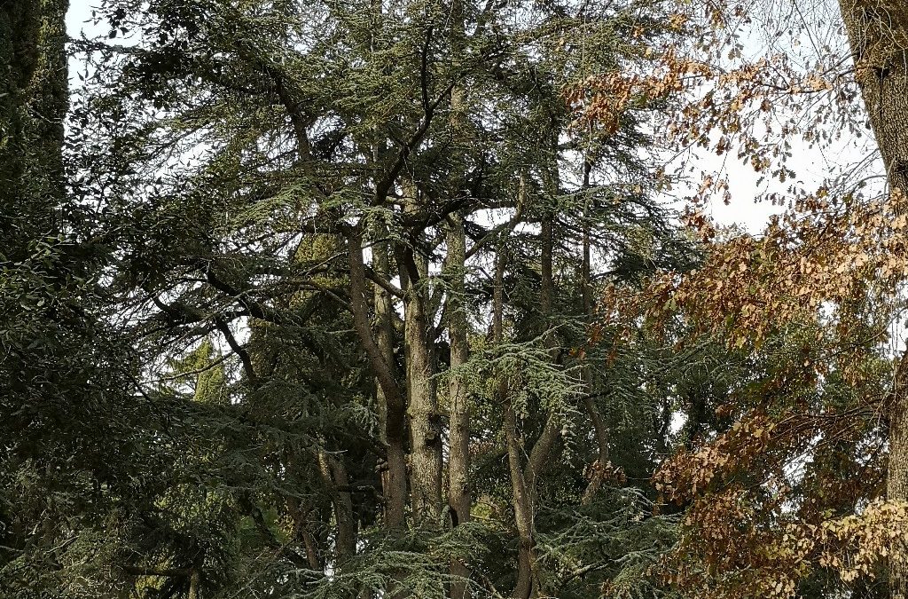 Il Cedro Monumentale di Vetralla!