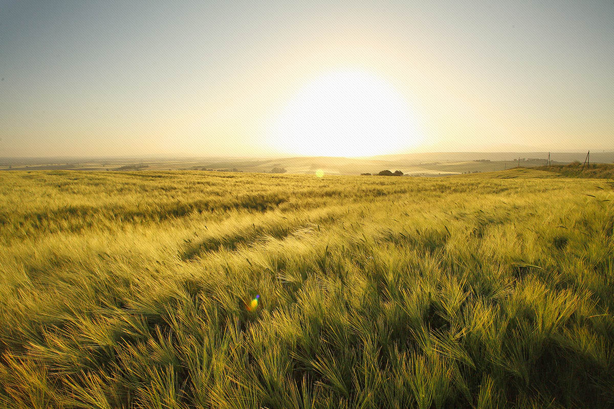 La Tuscia, terra di grano