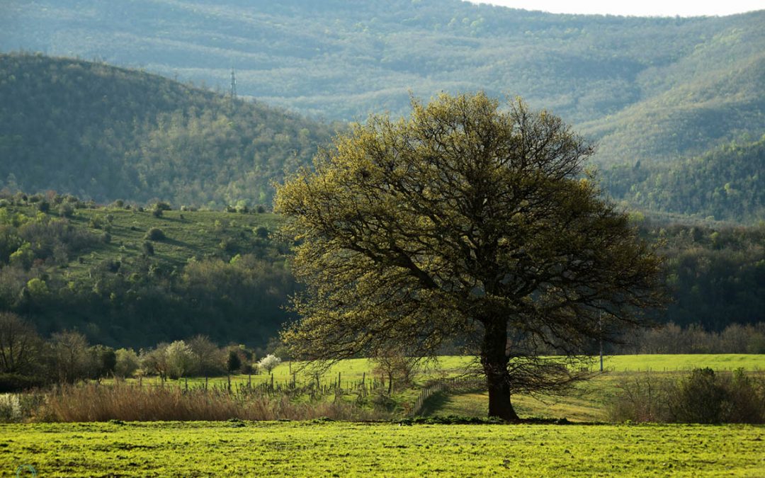 5. Alberi Solitari – Asimmetrie