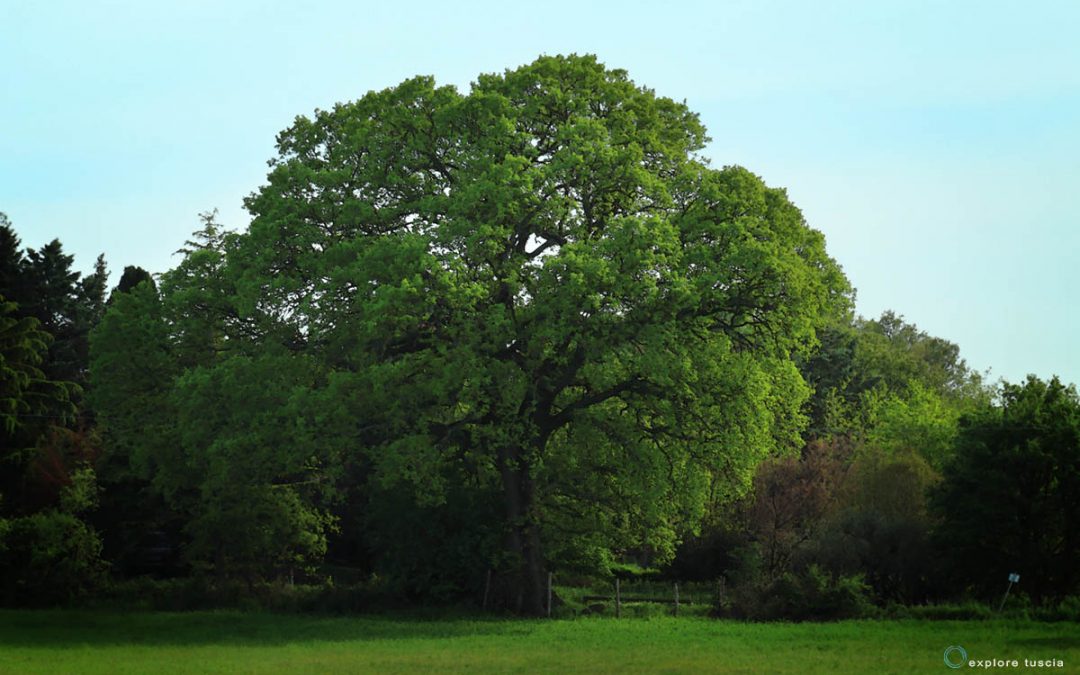 8. Epitome della Quercia