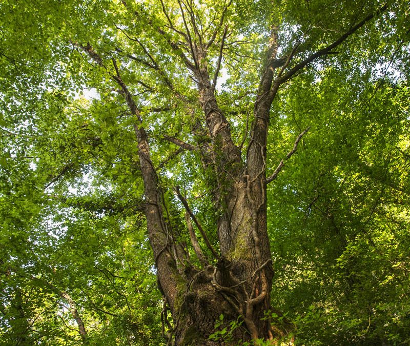 11 – Alberi della Tuscia – in fondo valle