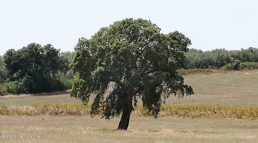 14 – Quercia isolata