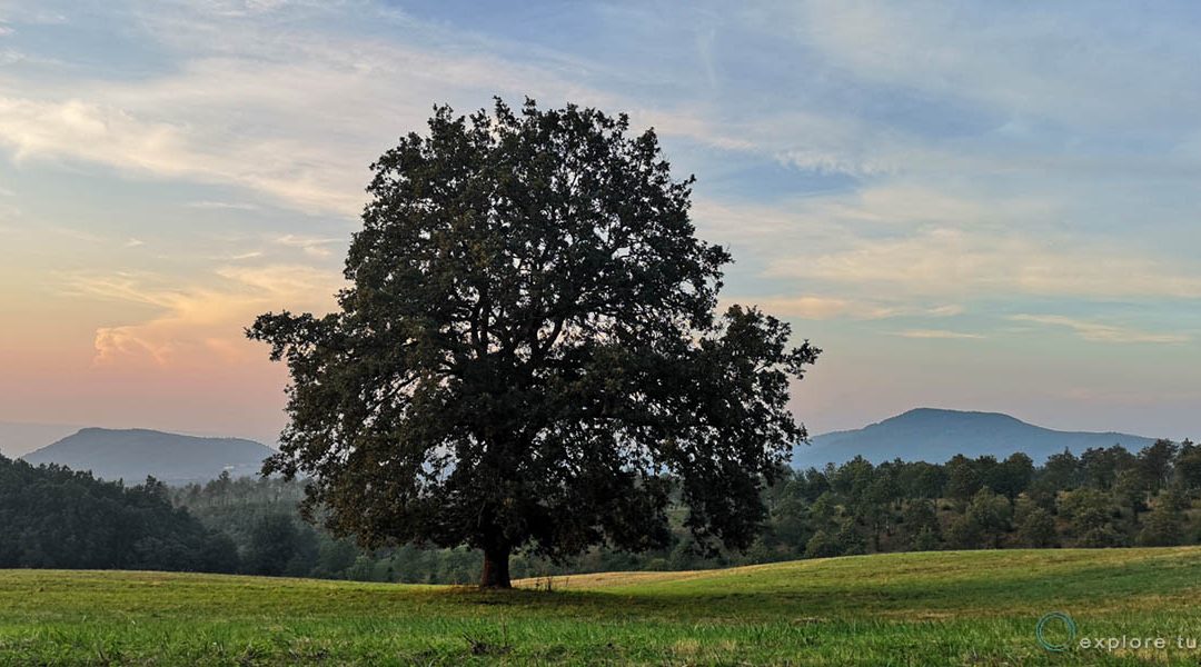 16 – L’albero del Vulcano