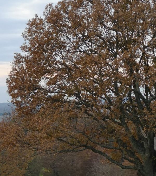 18 – Quercia – metà!