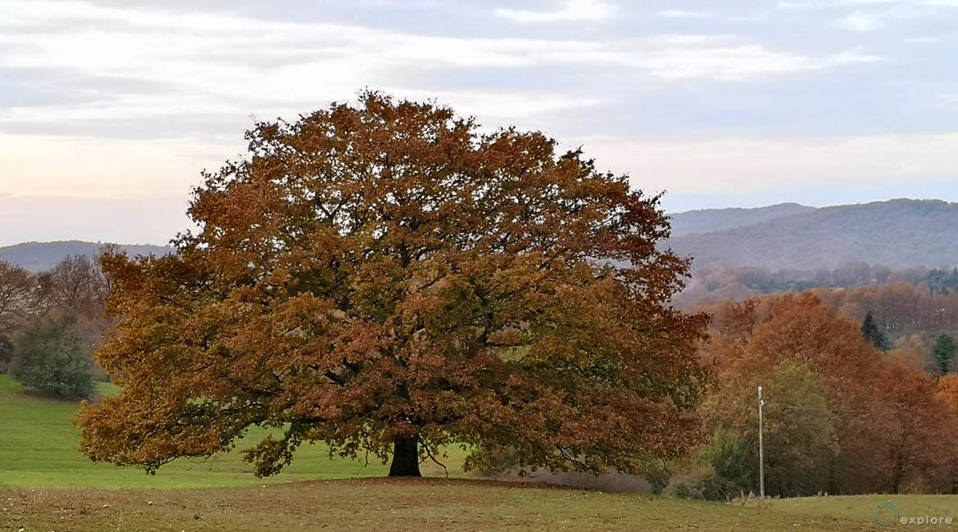 17 – Quercia Maestosa