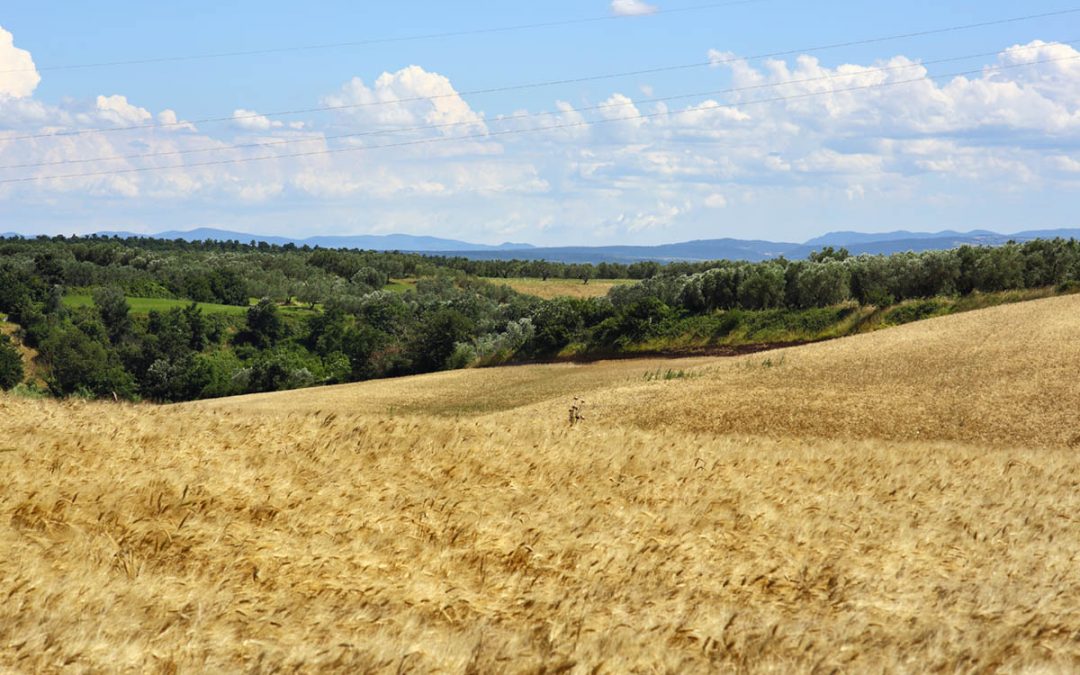 Che bella! La Zona Sacrificabile!