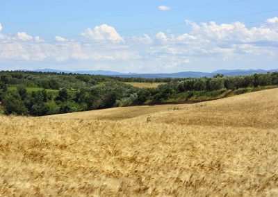 zone-sacrificabili-della-tuscia-1m12