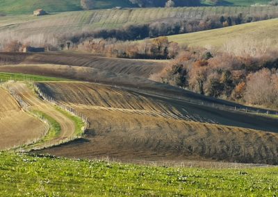 Formicone Tuscania verso Toscana